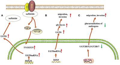 The Uridine diphosphate (UDP)-glycosyltransferases (UGTs) superfamily: the role in tumor cell metabolism